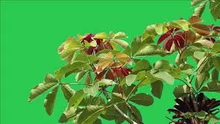 Tree green screen video, Green screen tree, tree green screen effect kinemaster, P-28