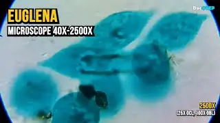 28. Euglena (Microscope 40x-2500x)