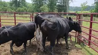 Eid ul Adha 2023 - Virginia Food Tour