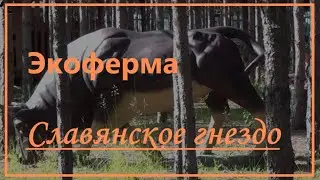 Экоферма Славянское гнездо