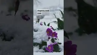 Цветы под снегом