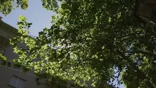 Urban tree leaves illuminated by sunlight