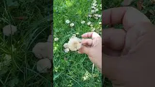 ❗Грибы в Турции нашли меня🍄 09.09.2024 г. Кемер Часть 2❗ #shorts #short #shortsvideo #nature #грибы