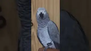 Я тебе расскажу
