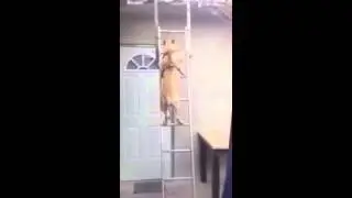 DOG   THUG LIFE