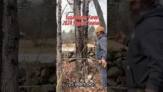 Multi Trunk Maple Trees | Tapping Maple Trees | Maple Syrup #maplesyrup #tree #newhampshire #sap