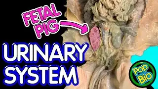 Fetal Pig Dissection Part 3: Urinary System Anatomy