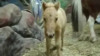 Новорожденная пони
