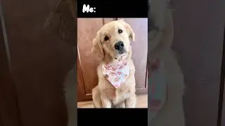 Just be yourself Ocean 💙 #beyourself #goldenretriever #dogmom #cutedog #dog #pup #funnydog