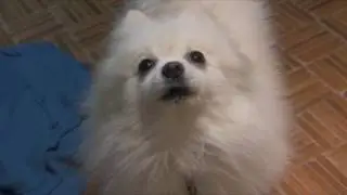 ATTN: Depressed Doges for Depressed Dudes (Callout Video)