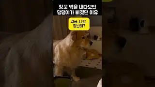 댕댕이가 시무룩하게 창 밖을 보고 있던 까닭