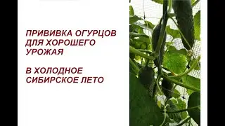 Grafting cucumbers for a large harvest in the cold Siberian summer