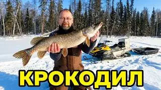 Щука 12 +