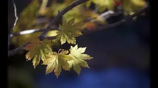 Кленовый лист
