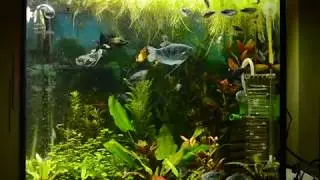 Мой аквариум с CO2