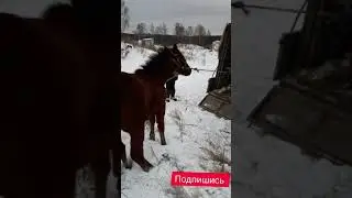 Жеребец, полутяж от русского тяжеловоза. 