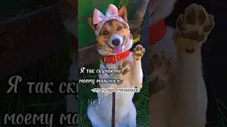 Это была моя первая собака.(