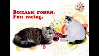 Веселые гонки. Fun racing.