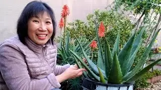 Trồng nha đam ở vườn nhà chữa mụn thịt, sinh tố nha đam ( người Việt ở Mỹ )