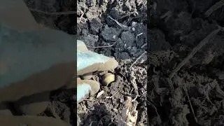 Повезло 🤯
