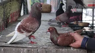 KIOS BURUNG DARA BERKUALITAS PILIHANNYA BANYAK JUAL GROSIR DAN ECERAN