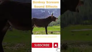 Donkey Scream Sound Effects #soundeffects #shorts