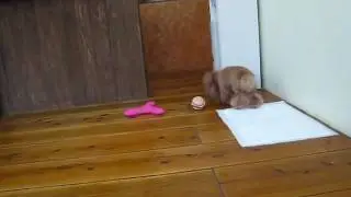 トイ･プードルの仲良し兄妹★ムックくん＆モナちゃん♪