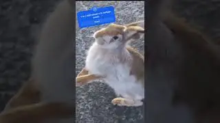 что с зайцем кто нибудь знает?