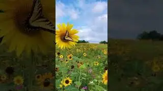 Wildflower Scenery tiktok heiditravels