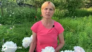 Пион Юбилейный. Пулков сад