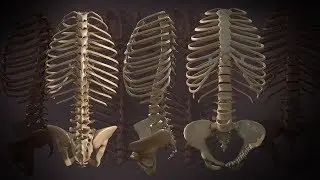 3D skeleton spine ribs hips 3D speed modelling art : Autodesk Maya : Substance painter 2019