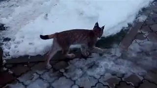 Рысь Даша домашняя. Мне 7.5 месяцев  Ну не люблю я собак