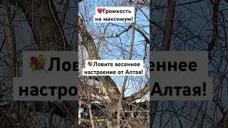 Для хорошего настроения от Алтай Хлебный 