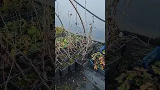 Черная смородина Титания в 5л горшках 500р в 20л 1500р, для заказа ватсап 8-918-245-1000
