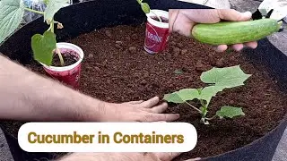How to Grow Cucumber in Grow Bags