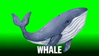 Whale Green Screen video||Green Screen||Chroma Key