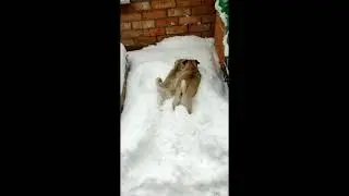Снежные мопсы