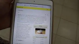 Translate website in Safari | Lingvanex Translator for iOS