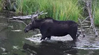 Moose at the Beaver Pond Part 2   HD 1080p