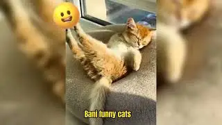 Funniest Animals 2023 😂 Funniest Cats and Dogs 😺🐶