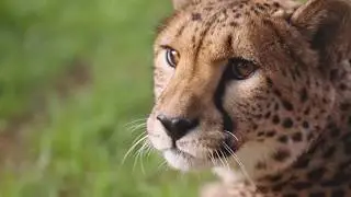 Jamala Wildlife Lodge 60s