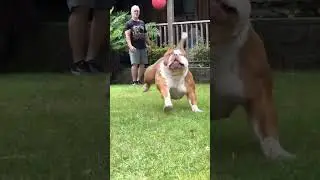 Top 2 High Weight Dog Breed 👹 #shorts #dog #dogs