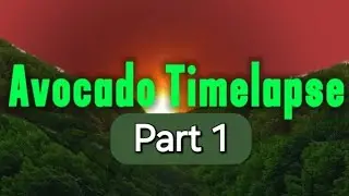AVOCADO PART 1  CoolBeanzBacon Timelapse
