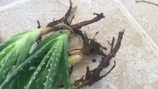 Aloe Vera Bitkisinden Jel Çıkarma İşlemi Nasıl Yapılır ?