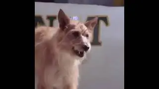 #дельфин