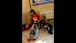 Щенки бивера