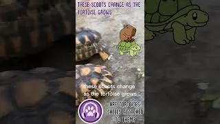 Are Tortoises Shells Attached to Them? 