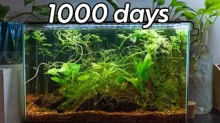 1000 Days of a Blackwater Aquarium