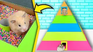 Hamsters in 5-Level Pyramid Maze | Rainbow maze for hamsters