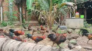 red junglefowl farm Indonesia